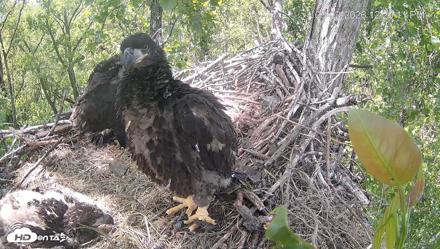 Cardinal Land Conservancy Eagles Live Webcam - May 2, 2026, 12:21pm EDT