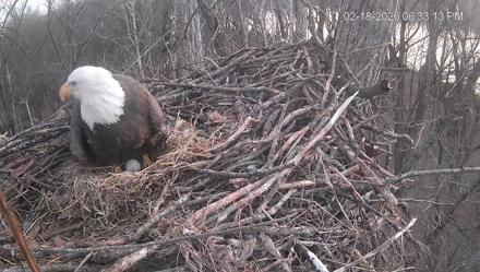 Cardinal Land Conservancy Eagles Live Webcam - Feb 18, 2026, 6:33pm EST
