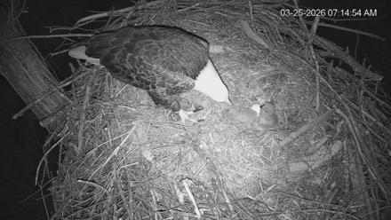Cardinal Land Conservancy Eagles Live Webcam - Mar 25, 2026, 7:15am EDT