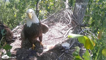 Cardinal Land Conservancy Eagles Live Webcam - May 12, 2026, 3:59pm EDT