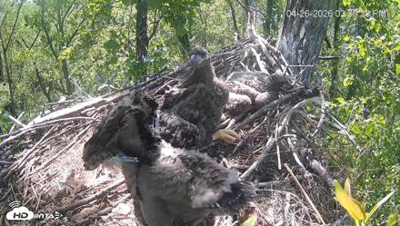 Cardinal Land Conservancy Eagles Live Webcam - Apr 26, 2026, 2:31pm EDT