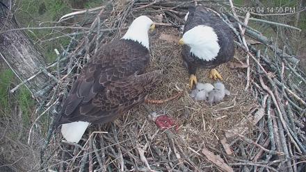 Cardinal Land Conservancy Eagles Live Webcam - Mar 25, 2026, 4:15pm EDT
