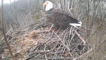 Cardinal Land Conservancy Eagles Live Webcam - Dec 31, 2025, 1:33pm EST