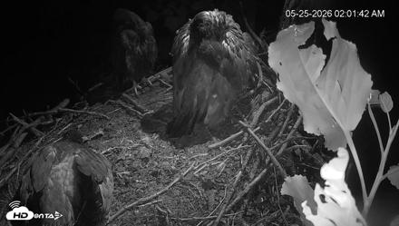 Cardinal Land Conservancy Eagles Live Webcam - May 25, 2026, 2:02am EDT