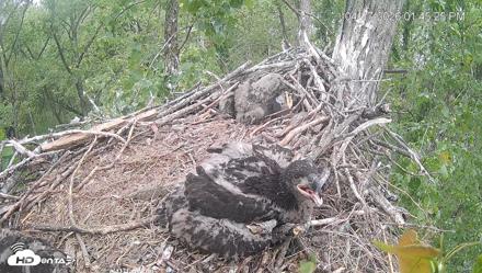Cardinal Land Conservancy Eagles Live Webcam - Apr 27, 2026, 1:46pm EDT