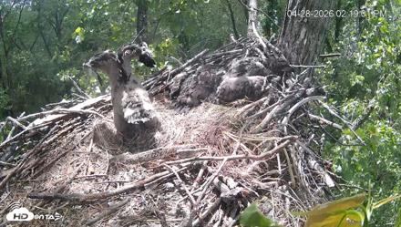 Cardinal Land Conservancy Eagles Live Webcam - Apr 28, 2026, 2:19pm EDT