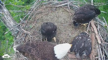 Cardinal Land Conservancy Eagles Live Webcam - May 3, 2026, 7:15pm EDT