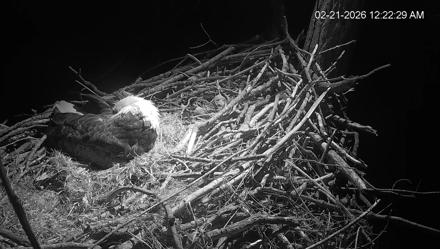 Cardinal Land Conservancy Eagles Live Webcam - Feb 21, 2026, 12:23am EST