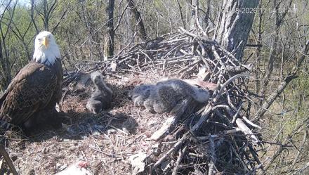 Cardinal Land Conservancy Eagles Live Webcam - Apr 8, 2026, 11:55am EDT