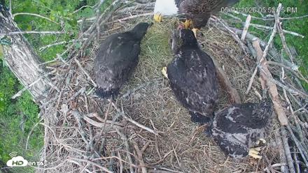 Cardinal Land Conservancy Eagles Live Webcam - May 1, 2026, 5:53pm EDT