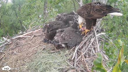 Cardinal Land Conservancy Eagles Live Webcam - May 4, 2026, 1:15pm EDT
