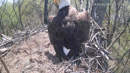 Cardinal Land Conservancy Eagles Live Webcam - Apr 9, 2026, 3:26pm EDT