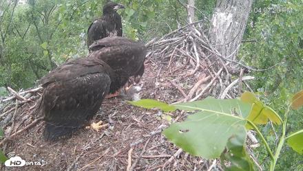 Cardinal Land Conservancy Eagles Live Webcam - May 16, 2026, 4:08pm EDT
