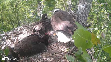 Cardinal Land Conservancy Eagles Live Webcam - May 14, 2026, 12:10pm EDT