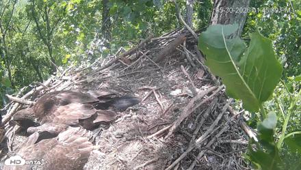 Cardinal Land Conservancy Eagles Live Webcam - May 30, 2026, 1:46pm EDT