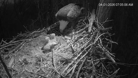 Cardinal Land Conservancy Eagles Live Webcam - Apr 1, 2026, 7:05am EDT