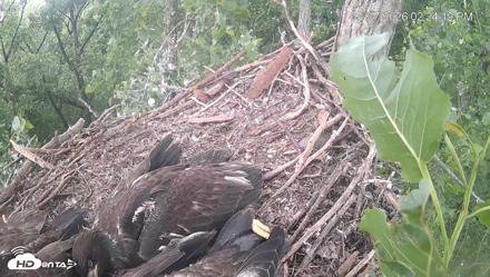 Cardinal Land Conservancy Eagles Live Webcam - May 27, 2026, 2:25pm EDT