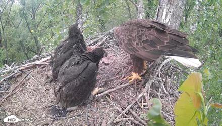 Cardinal Land Conservancy Eagles Live Webcam - May 3, 2026, 7:14pm EDT