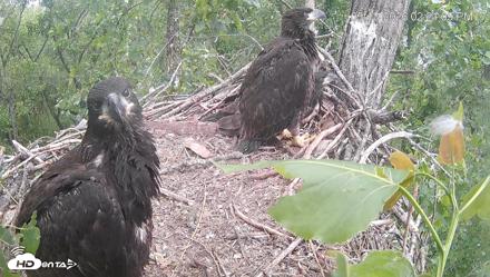 Cardinal Land Conservancy Eagles Live Webcam - May 13, 2026, 2:21pm EDT