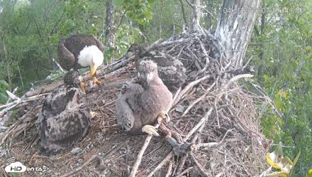 Cardinal Land Conservancy Eagles Live Webcam - Apr 25, 2026, 7:11pm EDT