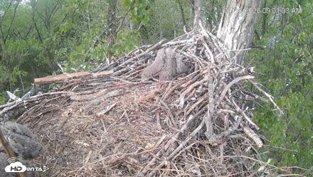 Cardinal Land Conservancy Eagles Live Webcam - Apr 18, 2026, 9:02am EDT
