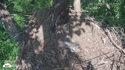 Cardinal Land Conservancy Eagles Live Webcam - Jun 10, 2026, 4:19pm EDT