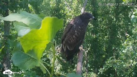 Cardinal Land Conservancy Eagles Live Webcam - Jun 15, 2026, 11:28am EDT