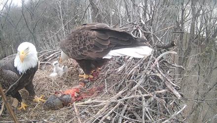 Cardinal Land Conservancy Eagles Live Webcam - Mar 25, 2026, 4:41pm EDT