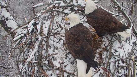 Cardinal Land Conservancy Eagles Live Webcam - Dec 12, 2025, 10:22am EST