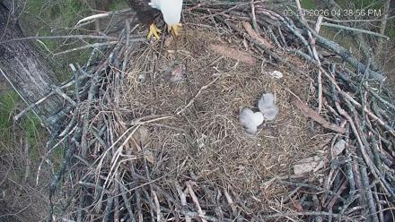 Cardinal Land Conservancy Eagles Live Webcam - Mar 24, 2026, 4:39pm EDT