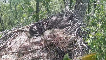 Cardinal Land Conservancy Eagles Live Webcam - Apr 28, 2026, 2:56pm EDT