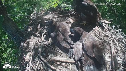 Cardinal Land Conservancy Eagles Live Webcam - Jun 2, 2026, 11:26am EDT