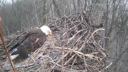Cardinal Land Conservancy Eagles Live Webcam - Mar 16, 2026, 7:39pm EDT