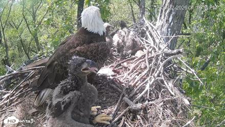 Cardinal Land Conservancy Eagles Live Webcam - Apr 22, 2026, 1:19pm EDT