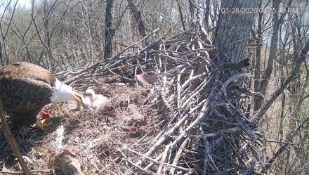 Cardinal Land Conservancy Eagles Live Webcam - Mar 28, 2026, 4:36pm EDT