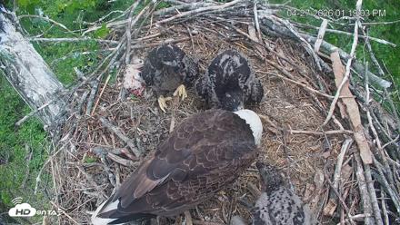 Cardinal Land Conservancy Eagles Live Webcam - Apr 27, 2026, 1:21pm EDT