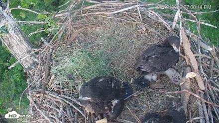 Cardinal Land Conservancy Eagles Live Webcam - May 4, 2026, 7:00pm EDT