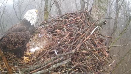 Cardinal Land Conservancy Eagles Live Webcam - Feb 16, 2026, 8:37am EST