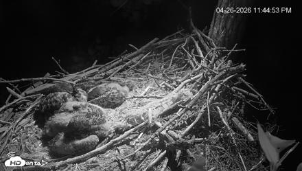 Cardinal Land Conservancy Eagles Live Webcam - Apr 26, 2026, 11:45pm EDT