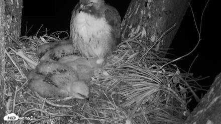 Cardinal Land Conservancy Eagles Live Webcam - Apr 13, 2026, 4:12am EDT