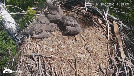 Cardinal Land Conservancy Eagles Live Webcam - Apr 20, 2026, 1:42pm EDT