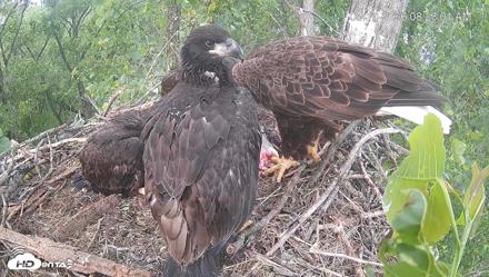 Cardinal Land Conservancy Eagles Live Webcam - May 10, 2026, 8:23am EDT
