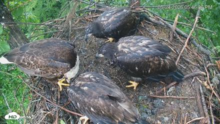 Cardinal Land Conservancy Eagles Live Webcam - May 24, 2026, 5:47pm EDT