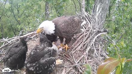 Cardinal Land Conservancy Eagles Live Webcam - May 3, 2026, 2:37pm EDT