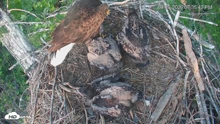 Cardinal Land Conservancy Eagles Live Webcam - Apr 25, 2026, 7:36pm EDT