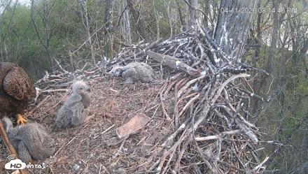 Cardinal Land Conservancy Eagles Live Webcam - Apr 11, 2026, 8:15pm EDT