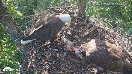 Cardinal Land Conservancy Eagles Live Webcam - Jun 15, 2026, 8:04am EDT