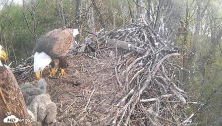 Cardinal Land Conservancy Eagles Live Webcam - Apr 11, 2026, 6:55pm EDT