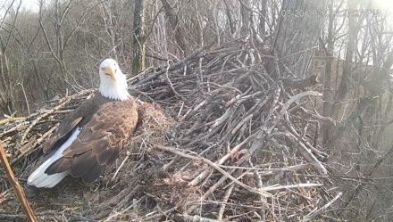 Cardinal Land Conservancy Eagles Live Webcam - Mar 20, 2026, 6:27pm EDT