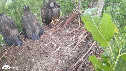 Cardinal Land Conservancy Eagles Live Webcam - May 27, 2026, 5:06pm EDT
